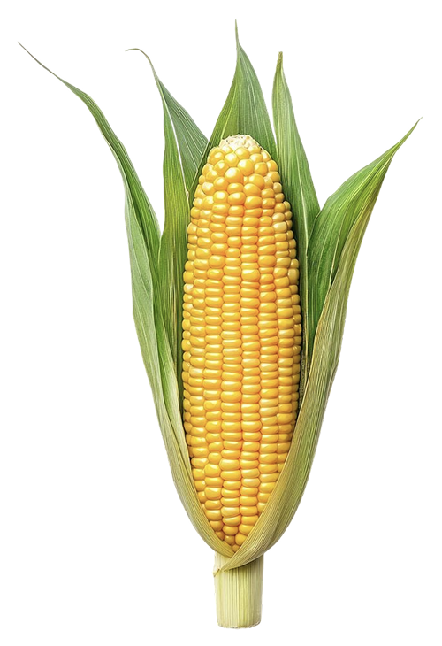Jagung